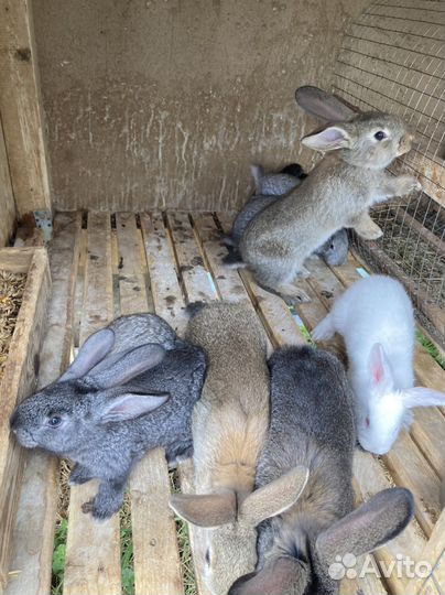 Кролики