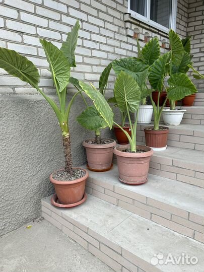 Цветок Арма