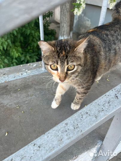 Выбросили не приученную у улице молодую кошку