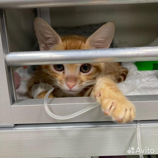 Ветеринарный врач. Кастрация на дому