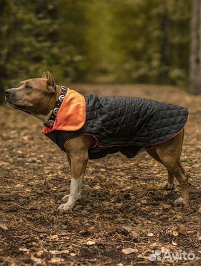 Новая попона для собак