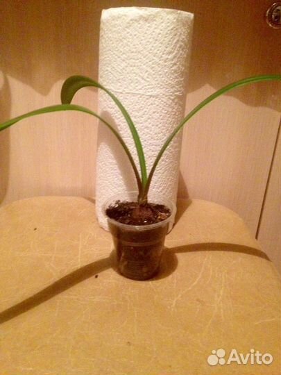 Гиппеаструм