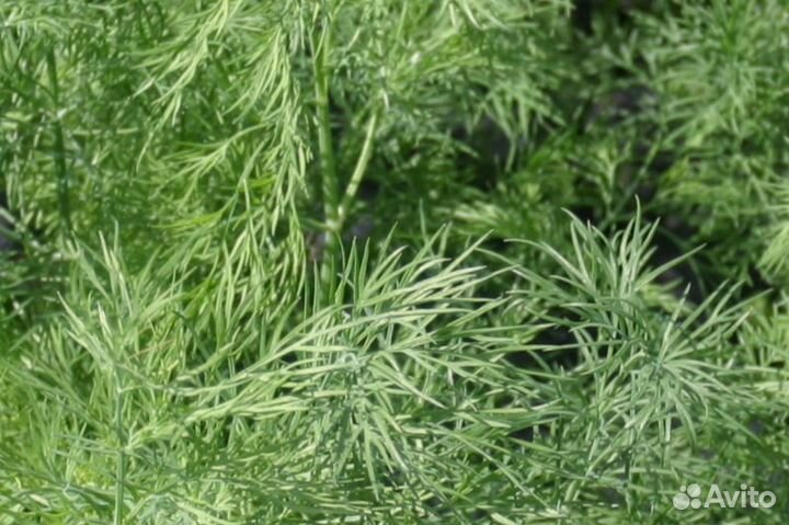 Семена Укропа 