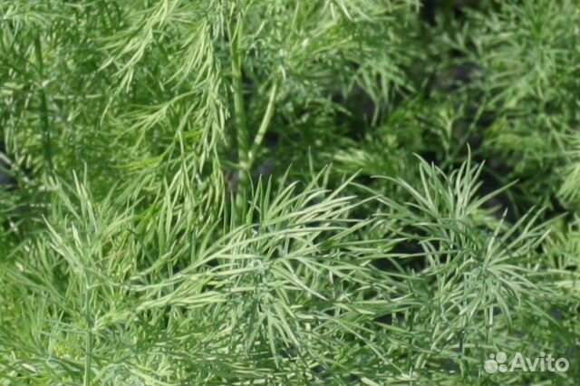 Семена Укропа 