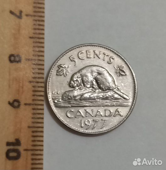 Бобёр Канадский 5ц 77г