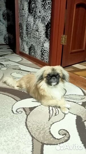 Вязка пекинес