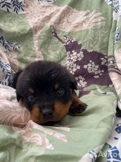 Щенки ротвейлера