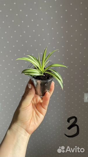 Комнатные цветы