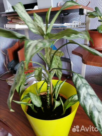 Комнатные растения