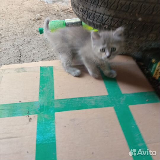 Кошечка бесплатно