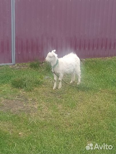 Молодые козлики