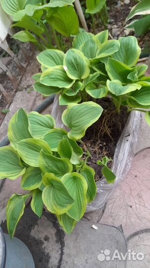 Хоста Голден Тиара