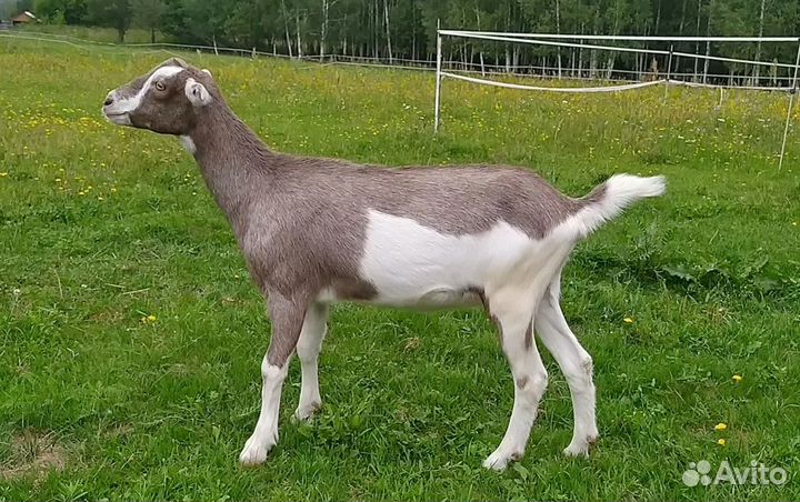 Козочки нубийские, ламанча