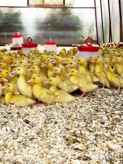 Куры молодки, Утята Муларды