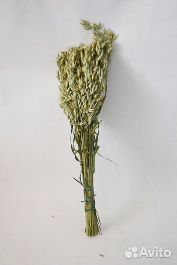 Сухоцветы, гелихризум, ковыль овес, пампас, пальма