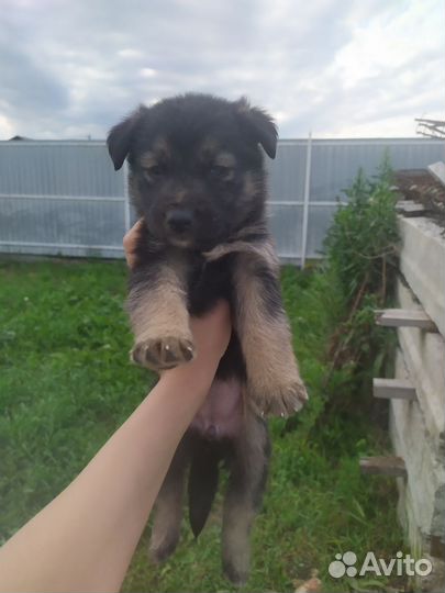 Собака в добрые руки щенок