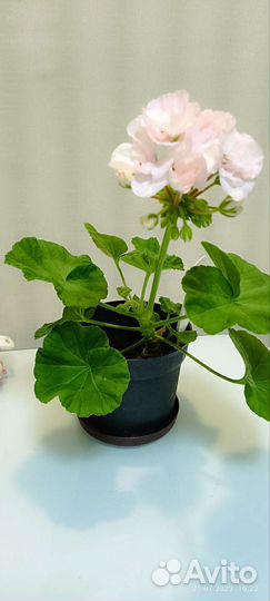 Герань пеларгония