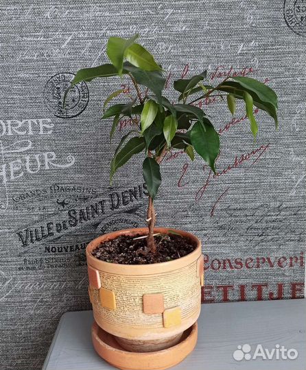 Фикус бенджамина в горшке