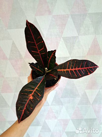 Кротоны и Молочай Синадениум Гранта