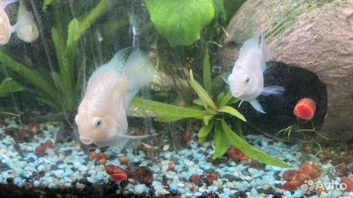 Цихлида попугай платиновый