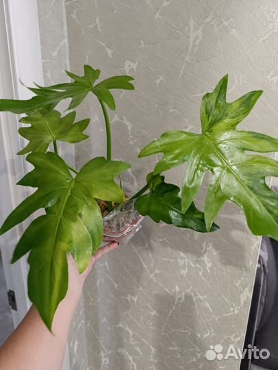 Филодендрон Т31