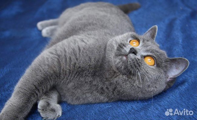 Кошка породы Шотландская