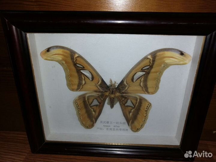 Бабочка Ataus atlas в рамке