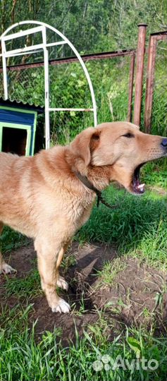 Собака в добрые руки мальчик