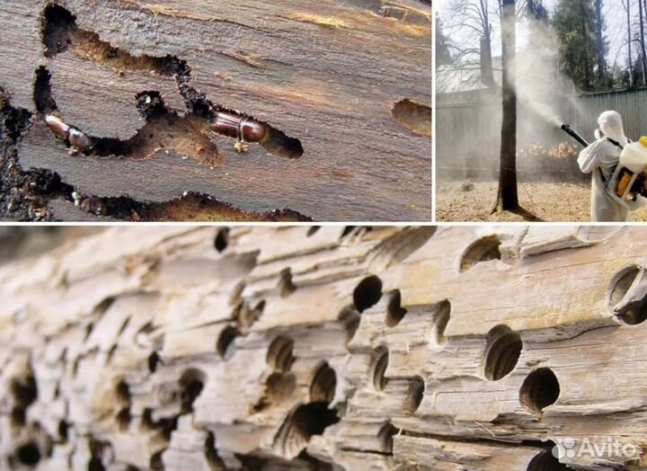 Обработка от комаров клещей муравьев насекомых