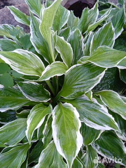 Садовые цветы