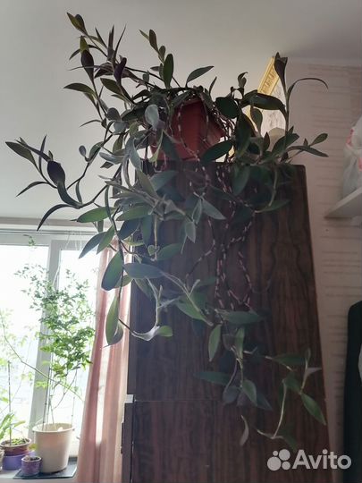 Традесканция фиолетовая