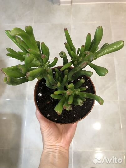 Крассула хоббит