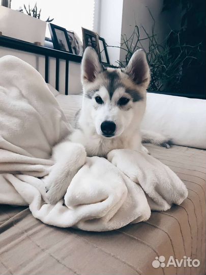 Передержка любых животных