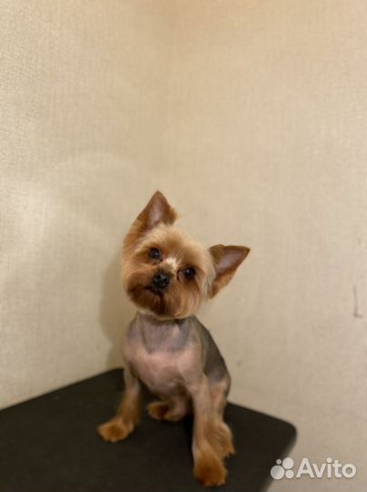 Груминг стрижка собак