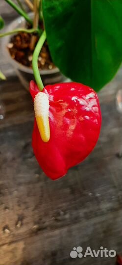 Антуриум Калифорния