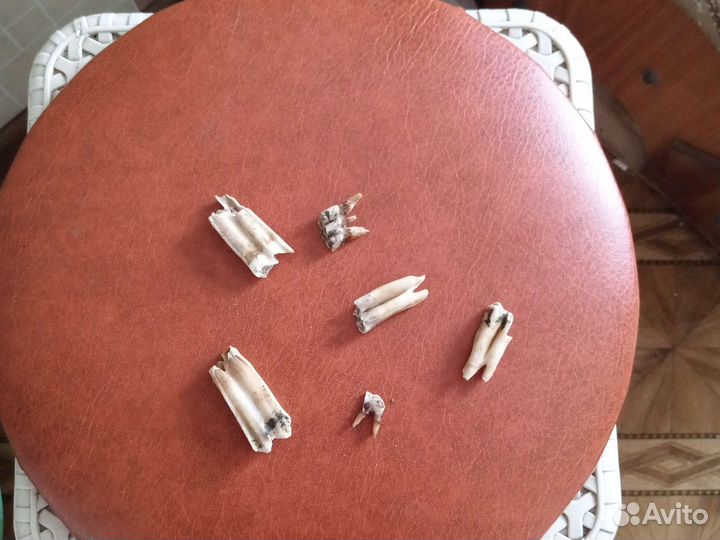 Бараньи зубы