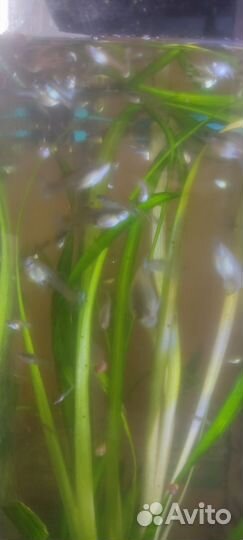 Аквариумные рыбки гуппи