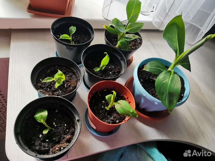 Банановая пальма