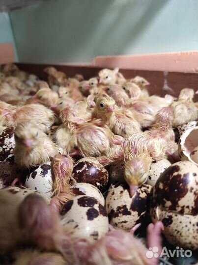 Перепела от суточных до несушек
