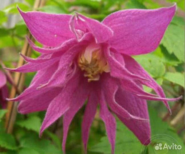 Княжики многолетняя лиана