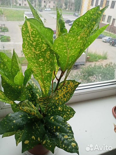 Кодиеум кротон