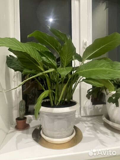 Комнатные цветы большие растения