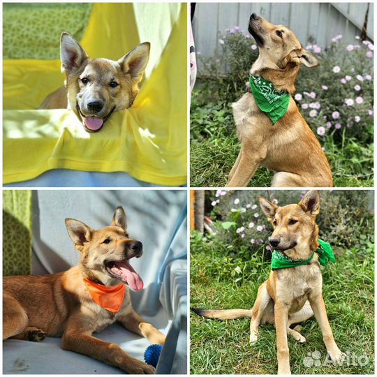 Щенок в добрые руки бесплатно