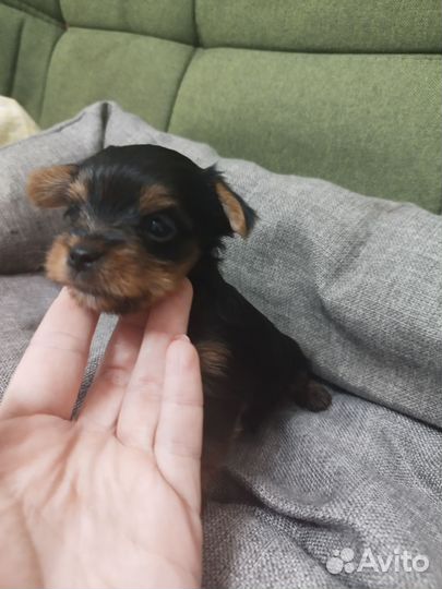 Йоркширский терьер щенки