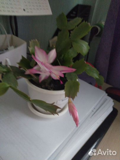 Декабрист шлюмбергера