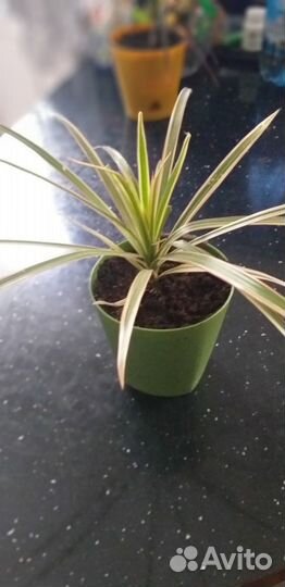 Папоротник Многорядник Драцена окаймленная