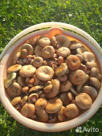 Свежие грибы рыжики