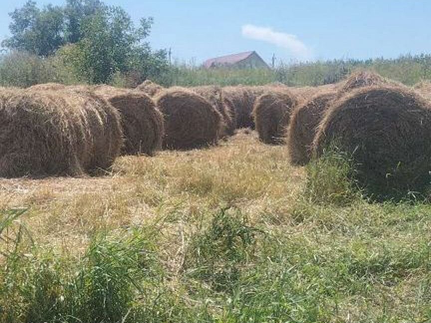 Сено луговое в рулонах