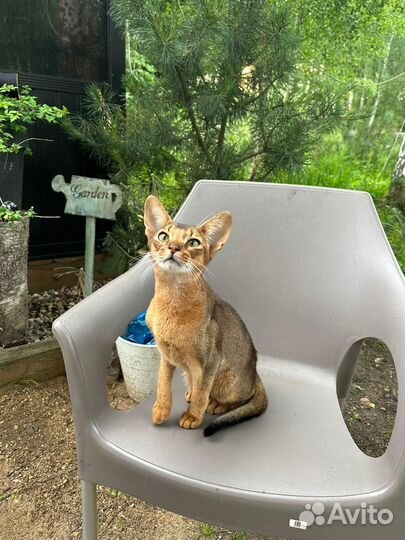 Отдам абиссинская