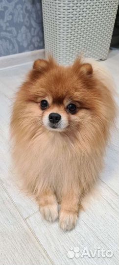 Кобель для вязки